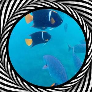 Meet your Posher, Anita va